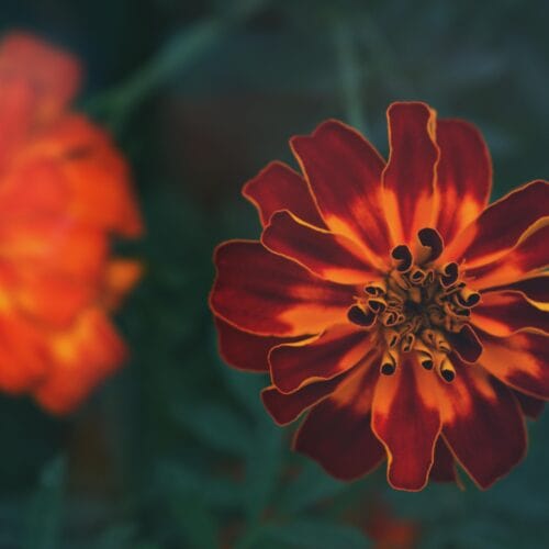 A detailed macro shot of a vibrant orange marigold flower in full bloom, symbolizing summer.