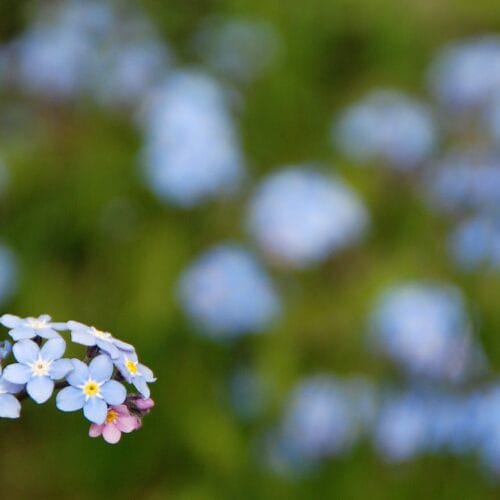 Delicate forget-me-not flowers blooming in a lush green field, captured in spring.